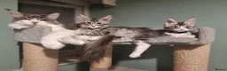 Maine Coon cats for sale: LAST 2 BEAUTYFULL KITTENS Tica Reg.!! - Advert 4