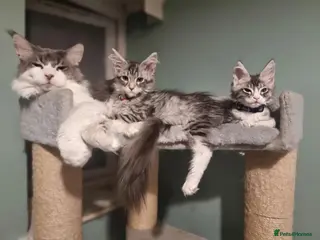 Maine Coon cats Tica!! Amazing kittens - Advert 18
