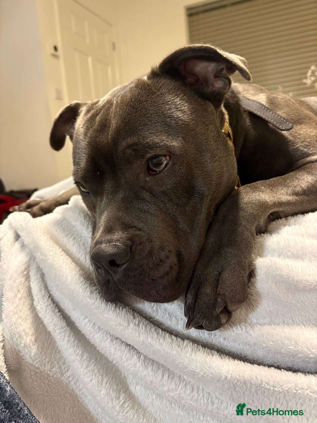 Staffordshire Bull Terrier dogs for sale: Dog looking for new home - Advert 2