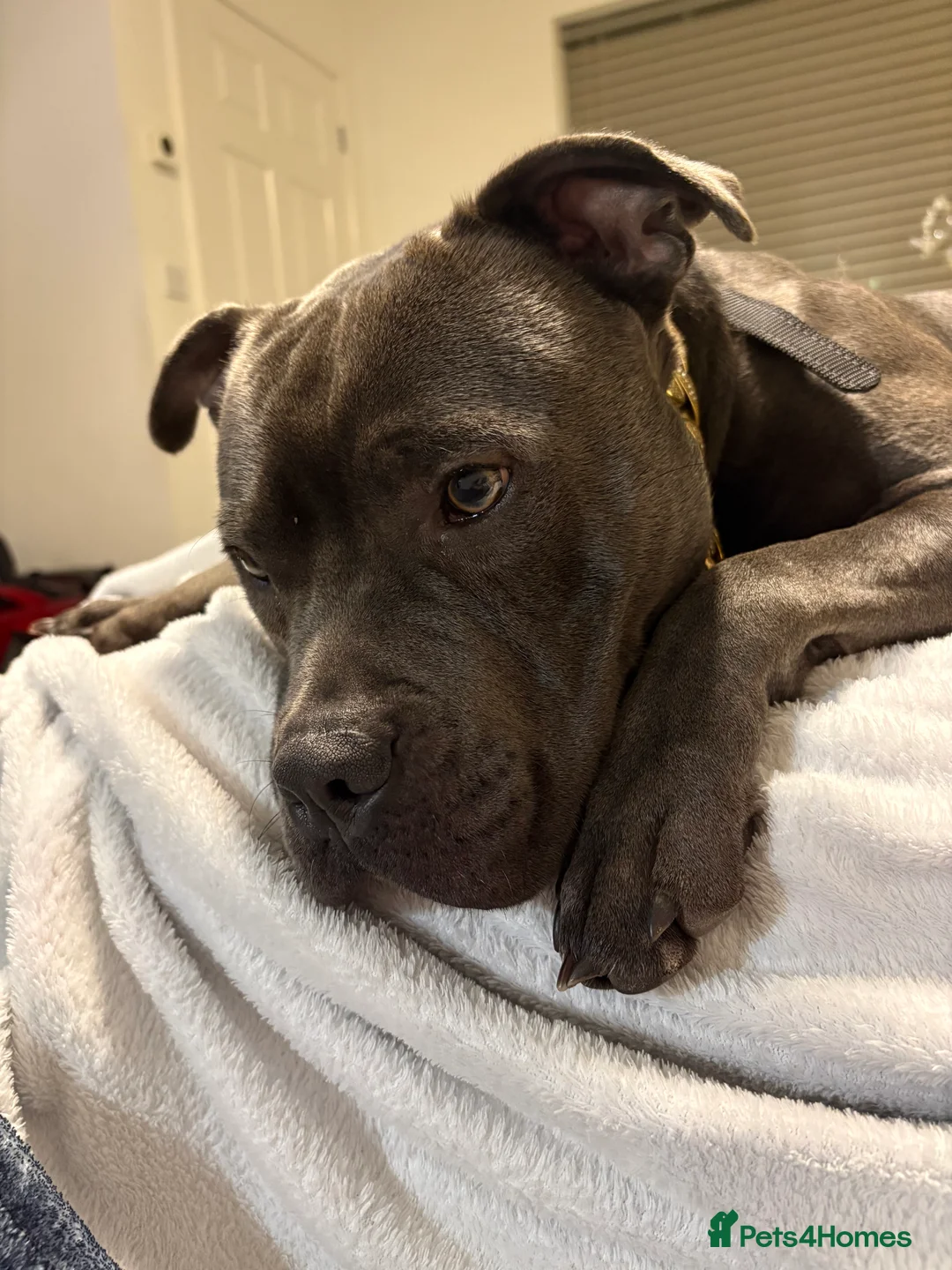 Staffordshire Bull Terrier dogs for sale: Dog looking for new home - Advert 2