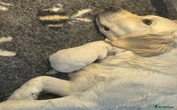 Golden Retriever dogs for sale: Golden retriever puppy’s from licensed breeder - Image 8