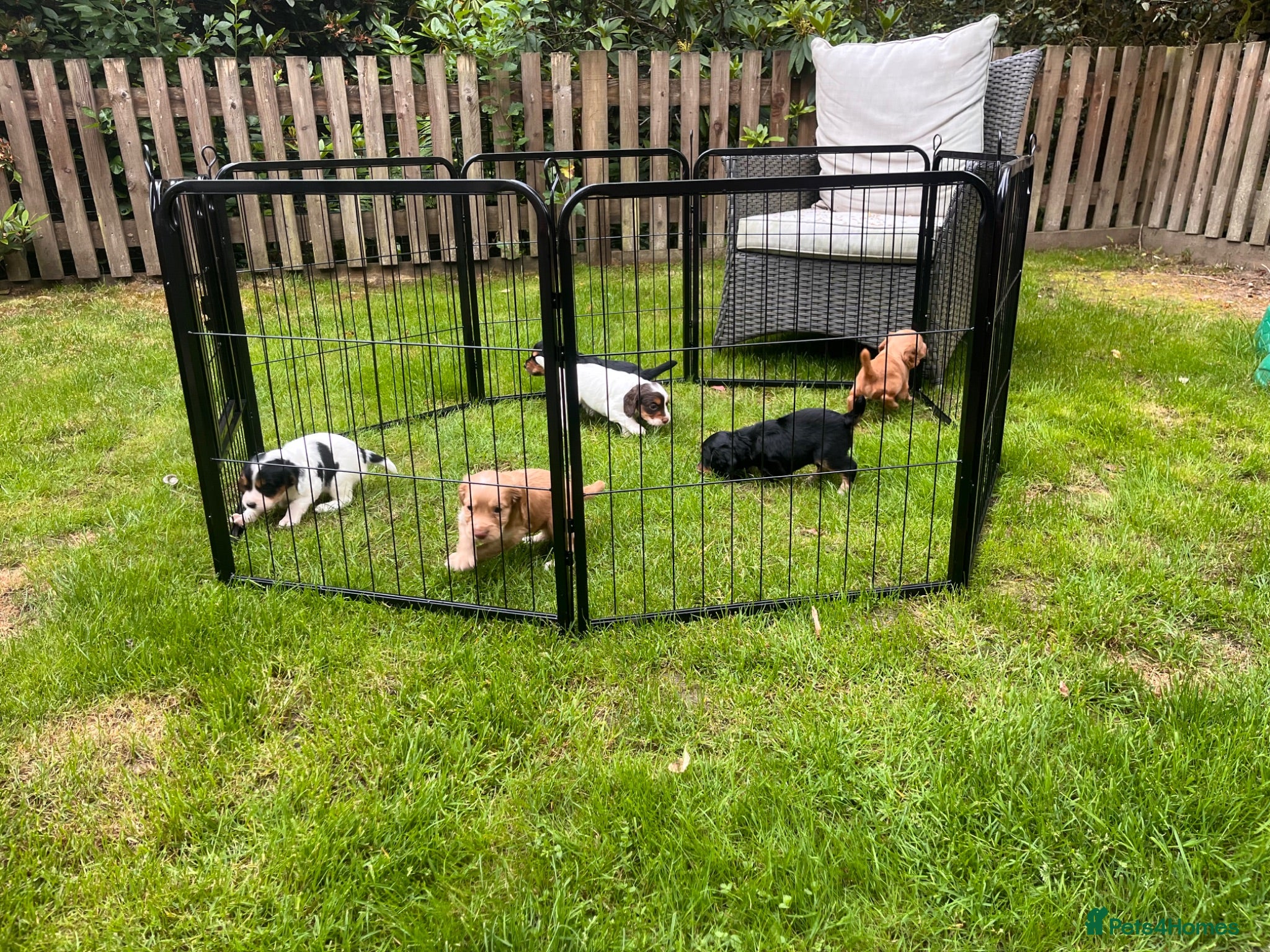 Cocker Spaniel dogs Working Cocker Spaniels puppies for Sale - Advert 1
