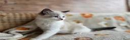Ragdoll cats for sale: Pure Ragdoll Kittens  - Advert 19