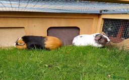 Guinea Pig rodents for sale: Neutered  boar and female Guinea Pigs for sale - Image 1