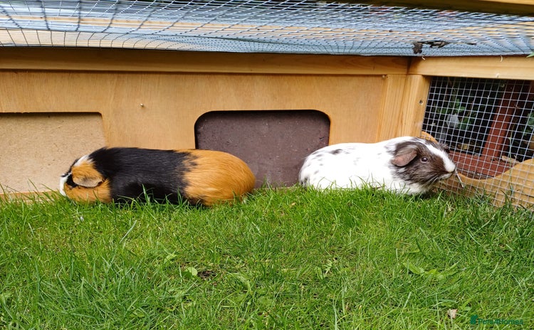 Guinea Pig rodents - Advert 2