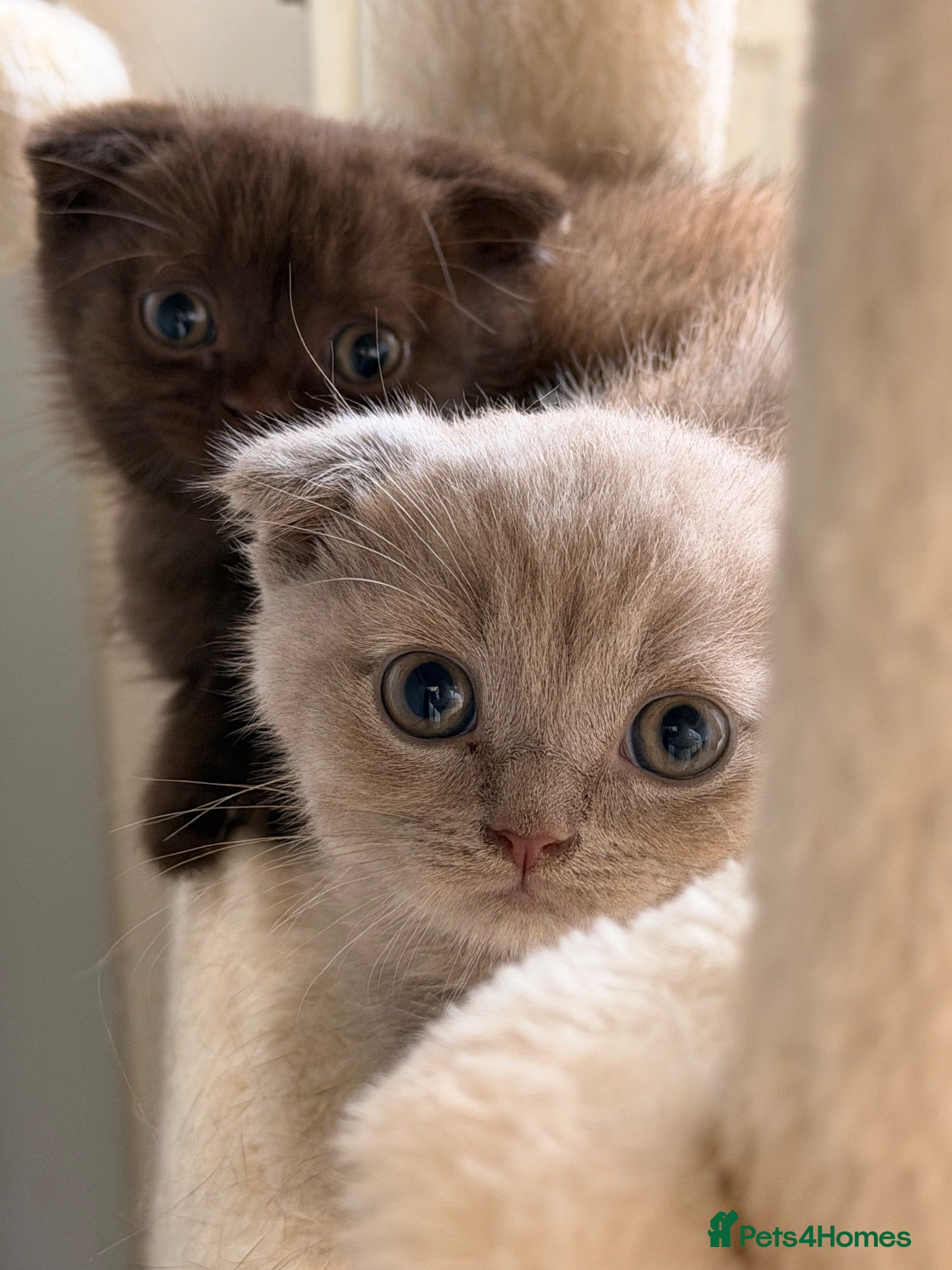 Scottish Fold cats 😻Scottish fold last boy available 🥰🥰🥰 - Advert 1