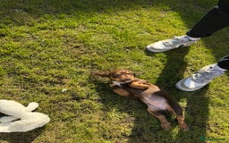 Cocker Spaniel dogs for sale: Loving Home Wanted for Beautiful Olive (WCS Puppy) - Image 2