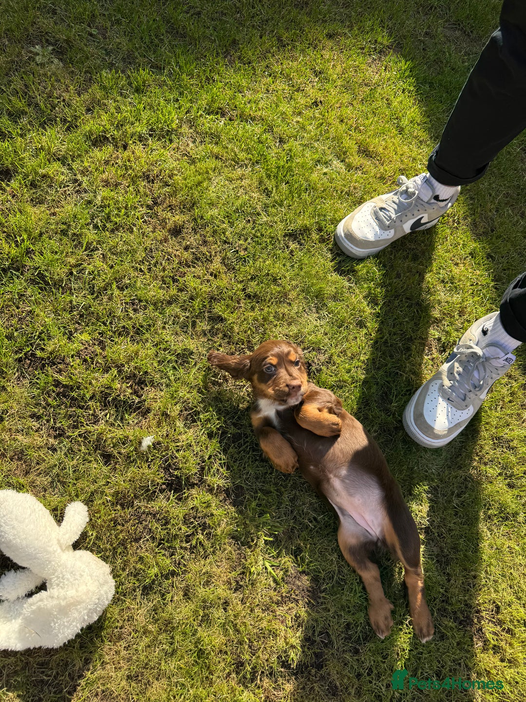 Cocker Spaniel dogs for sale: Loving Home Wanted for Beautiful Olive (WCS Puppy) - Image 2
