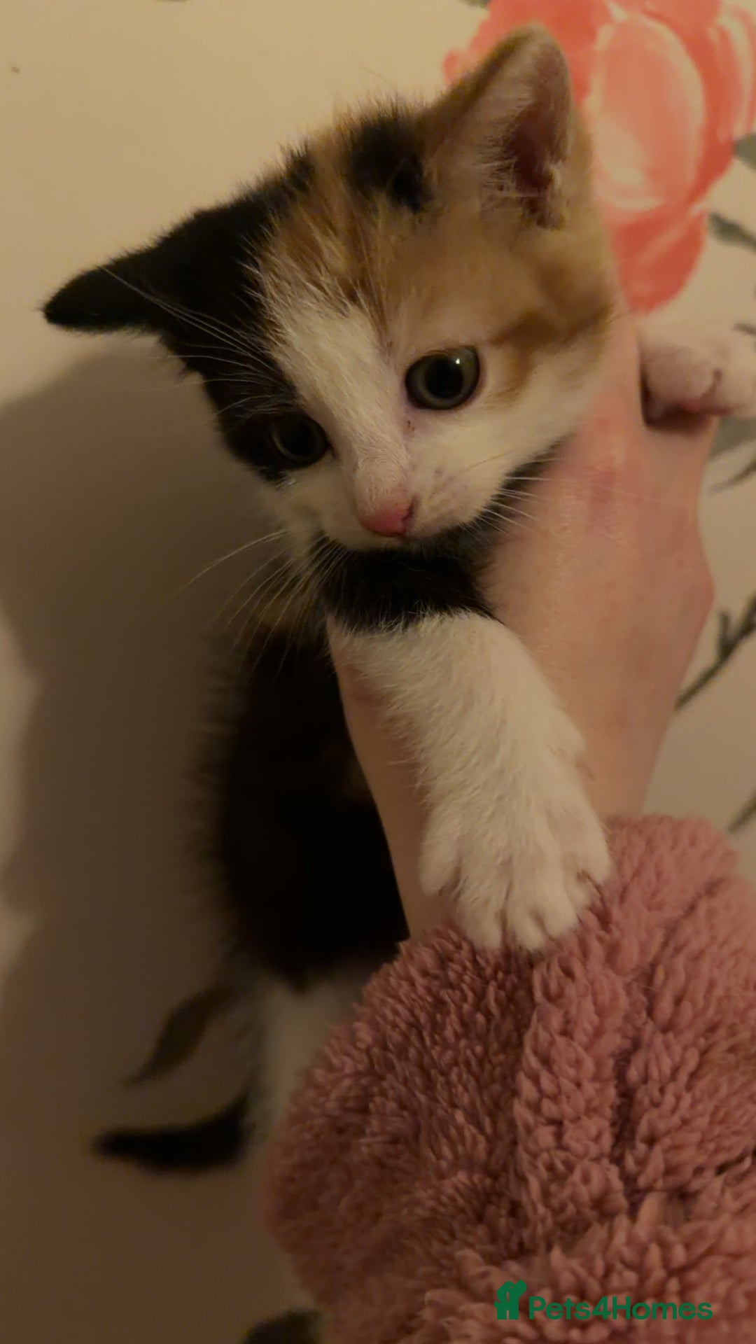 Mixed Breed cats for sale: 4 beautiful kittens  - Advert 10