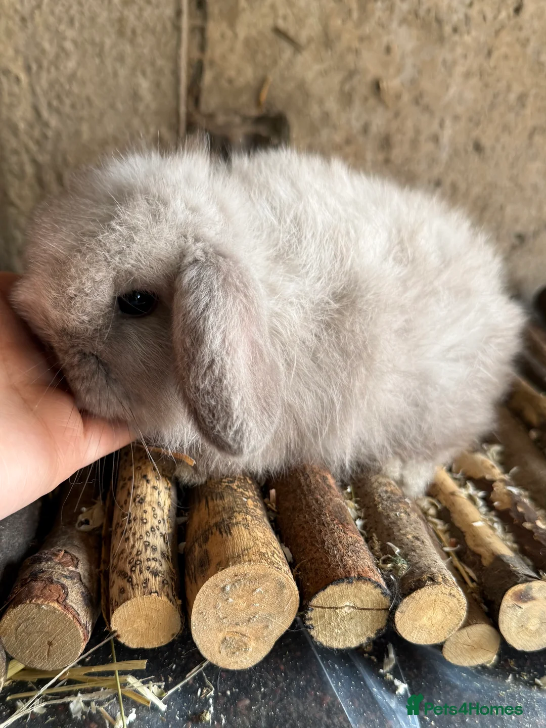 Mini Lop rabbits for sale: Top quality mini lops - Advert 3