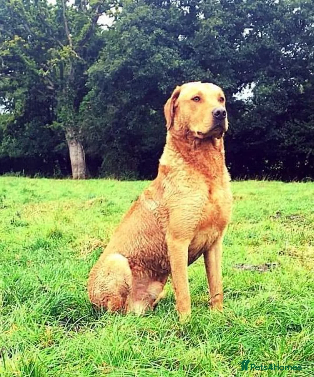 Labrador Retriever dogs for stud: Extensively Health Tested KC Working Lab Stud in York - Advert 10