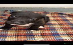 Mixed Breed dogs for sale: Beautiful Border collie/kelpie X staff cross pups - Image 29