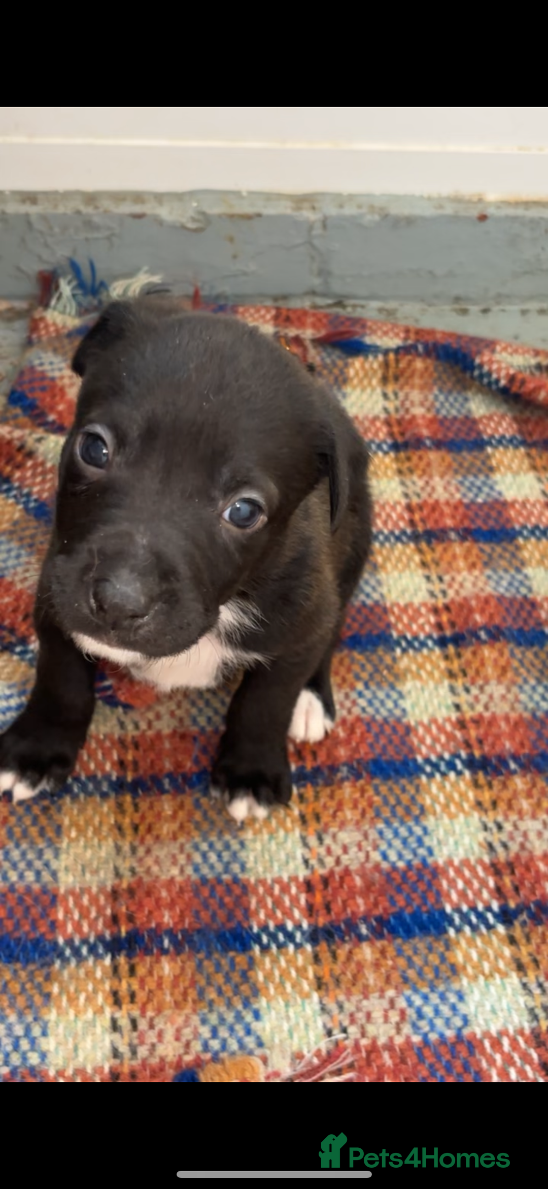 Mixed Breed dogs for sale: Beautiful Border collie/kelpie X staff cross pups - Image 29