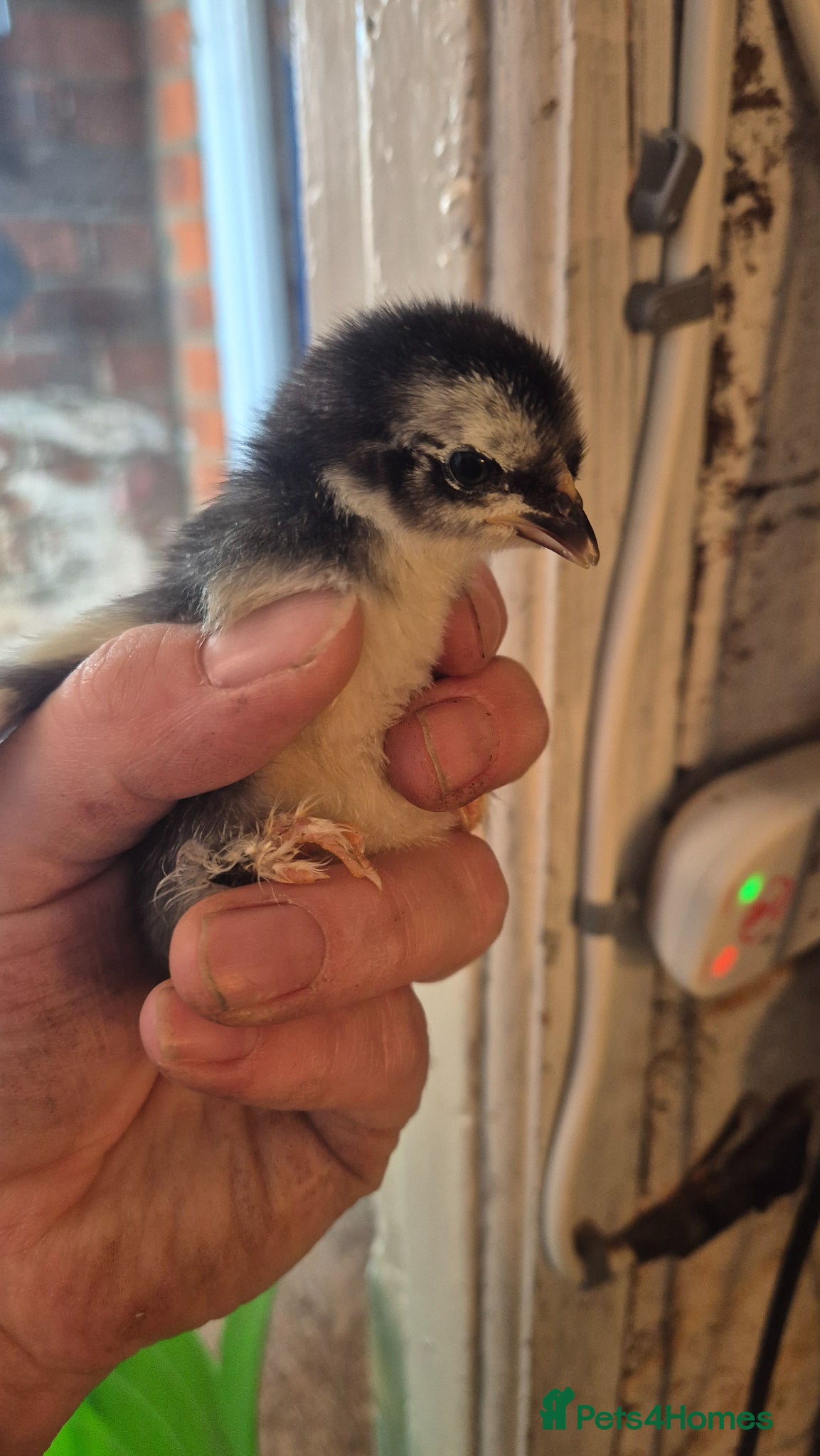 Chickens poultry Multiple Unsexed Chicks available - Advert 2