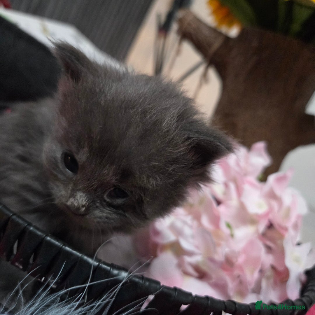 Maine Coon cats for sale: Champion russian Maine coon kittens - Advert 18