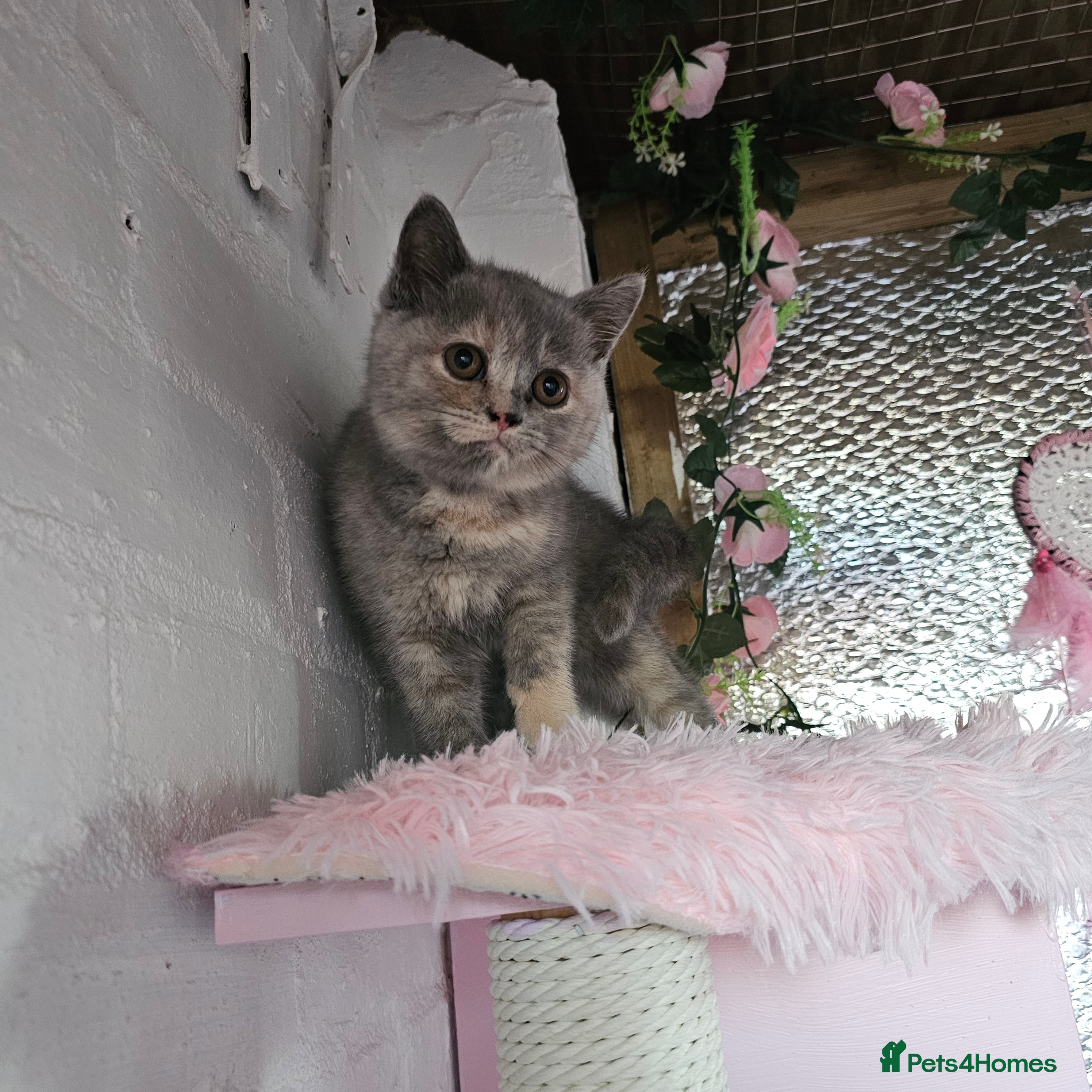 British Shorthair cats Beautiful kitten GCCF registered - Advert 1