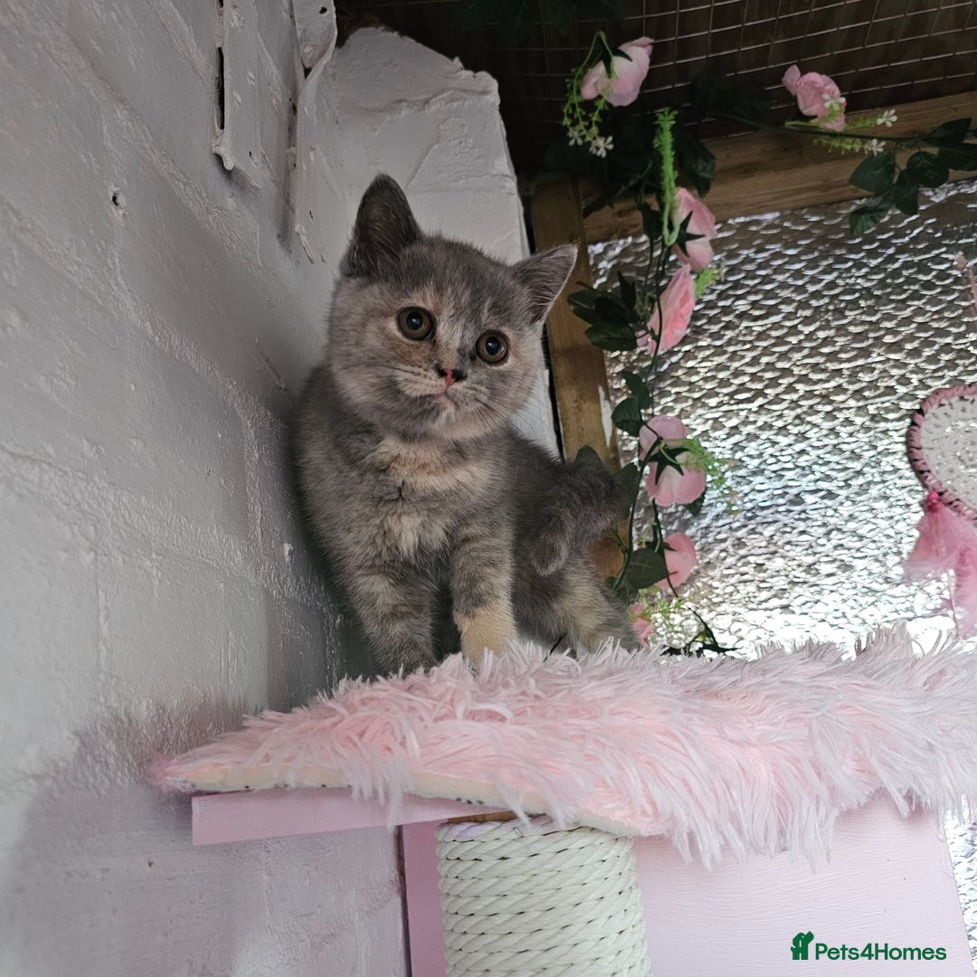British Shorthair cats for sale: Beautiful kitten GCCF registered - Advert 1