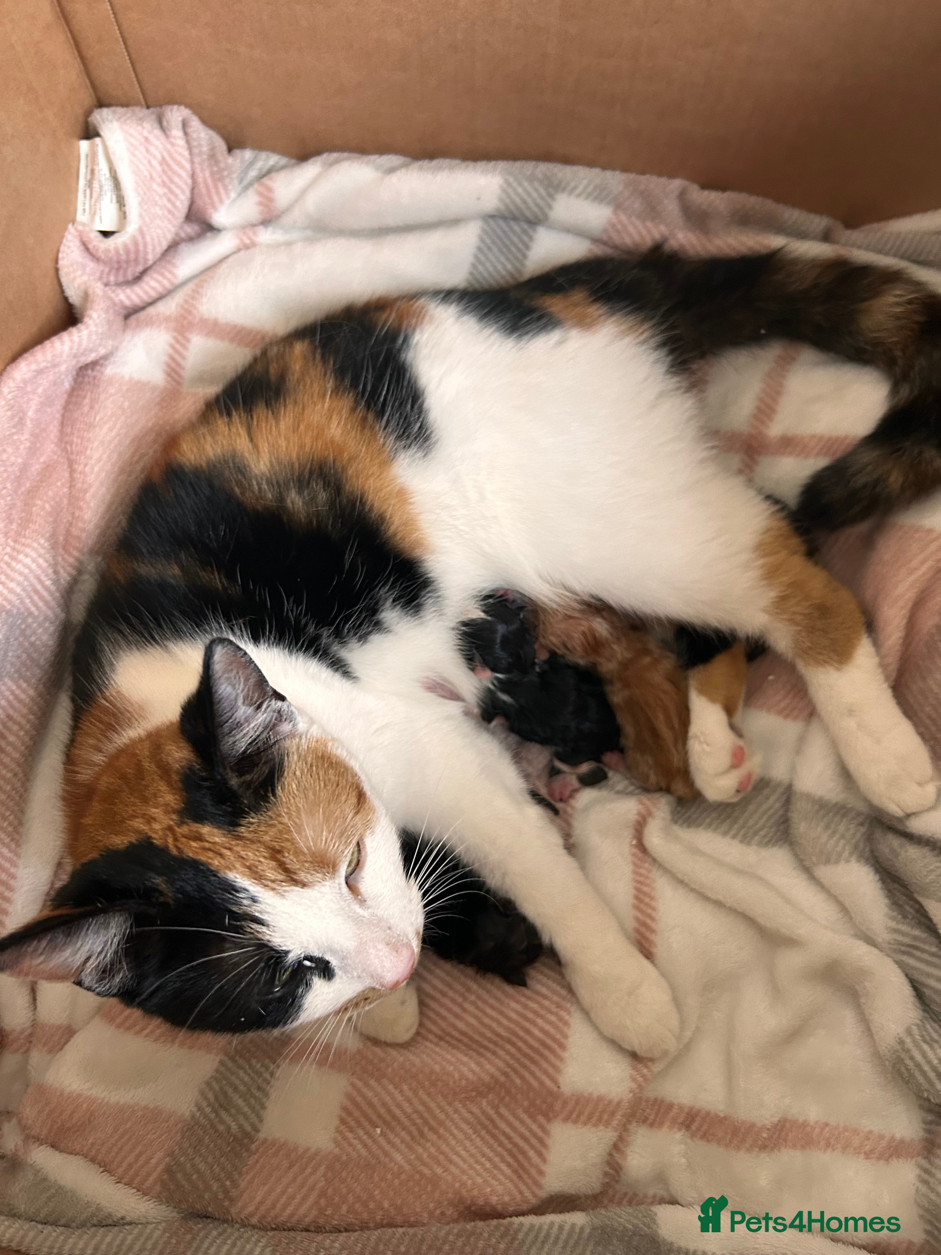 Domestic Shorthair cats 4 beautiful kitten to young calico mama  - Advert 1