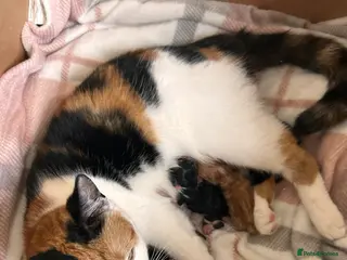 Domestic Shorthair cats 4 beautiful kitten to young calico mama - Advert 1