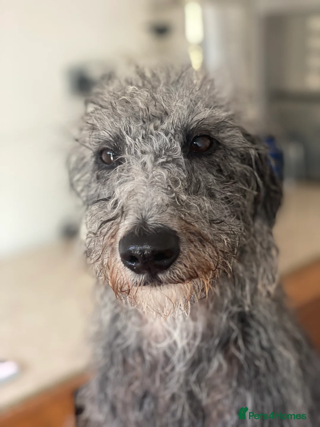 Bedlington Terrier dogs for stud: 3/4 Bedlington 1/4 Whippet Stunning boy for stud - Advert 5
