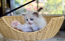 Ragdoll cats for sale: One girl left  - Image 5