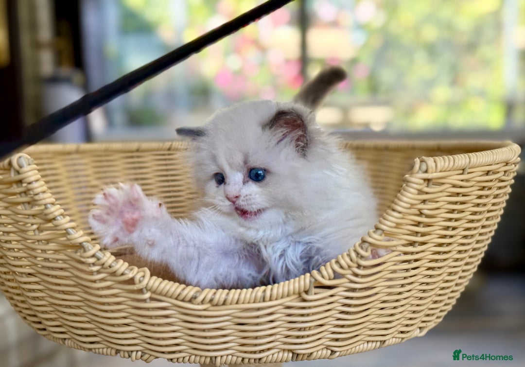 Ragdoll cats for sale: One girl left  - Image 5