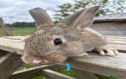 Continental Giant rabbits for sale: Pure breed very large Giant continental rabbits  - Image 4