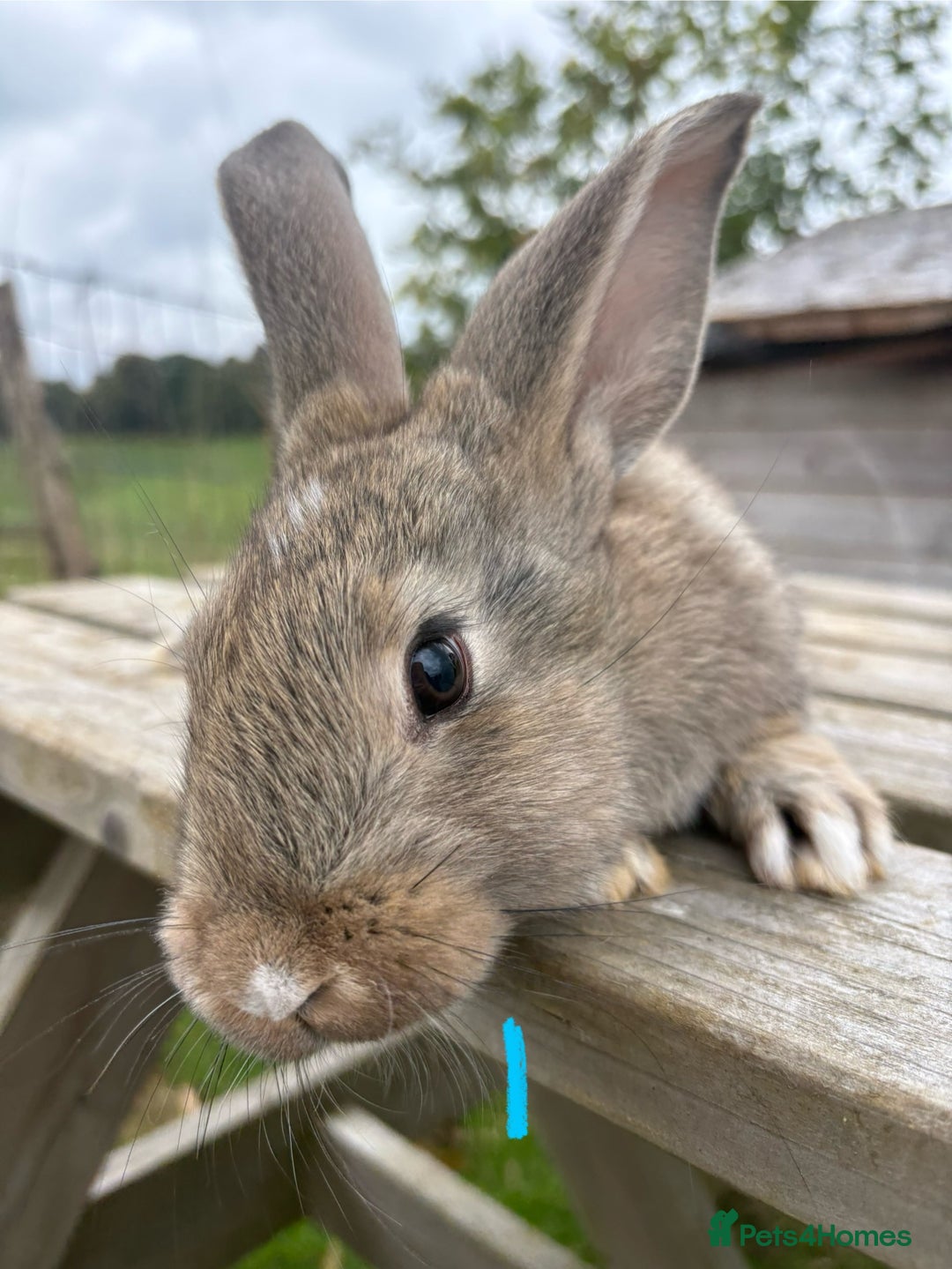 Continental Giant rabbits for sale: Pure breed very large Giant continental rabbits  - Image 4