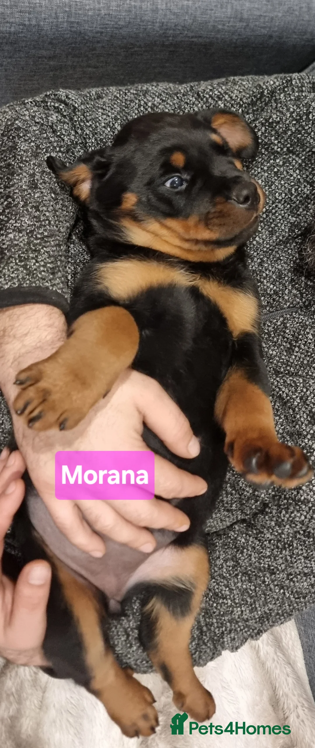 Rottweiler dogs for sale: ONLY 1 BOY LEFT Champion Bloodline KC Rottweilers - Advert 30