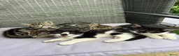 European cats for sale: Cats for sale - Advert 3
