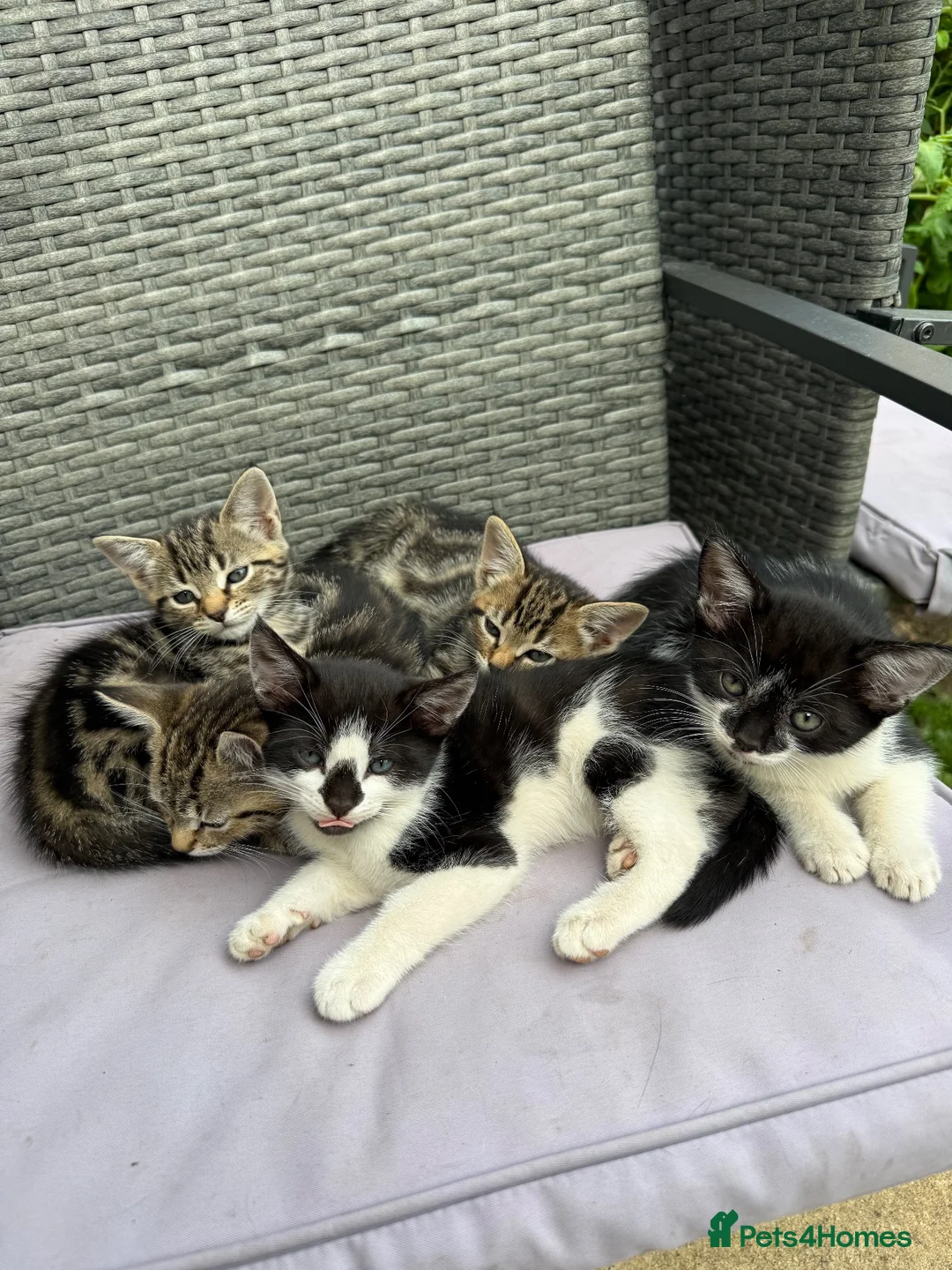 European cats for sale: Cats for sale - Advert 3