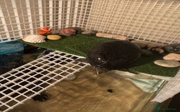 Turtle reptiles for sale: Two cutie turtle, free. Looking for a new family  - Image 7