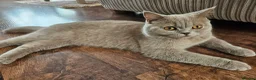 British Shorthair cats for sale: Lilac British Shorthair  - Advert 2