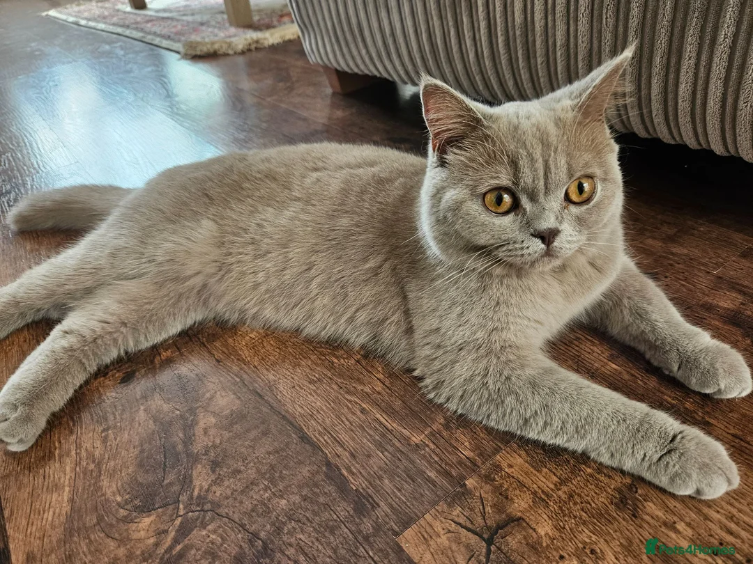 British Shorthair cats for sale: Lilac British Shorthair  - Advert 2