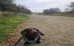 Miniature Dachshund dogs for sale: Handsome Wilbur for sale - miniature dachshund  - Image 9