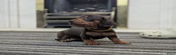 Dachshund dogs for sale: Gorgeous Smooth-Haired Dachshund Puppies - Advert 4