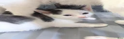 Mixed Breed cats for sale: 3 beautiful kittens  - Advert 8