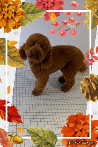 Miniature Poodle dogs Mahogany deep red dna clear merlesque poodle in Birmingham - Advert 22