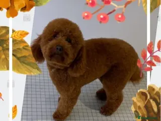 Miniature Poodle dogs Mahogany deep red dna clear merlesque poodle in Birmingham - Advert 4
