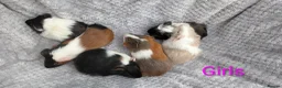 Guinea Pig rodents for sale: Beautiful Baby Guinea Pigs  - Advert 7