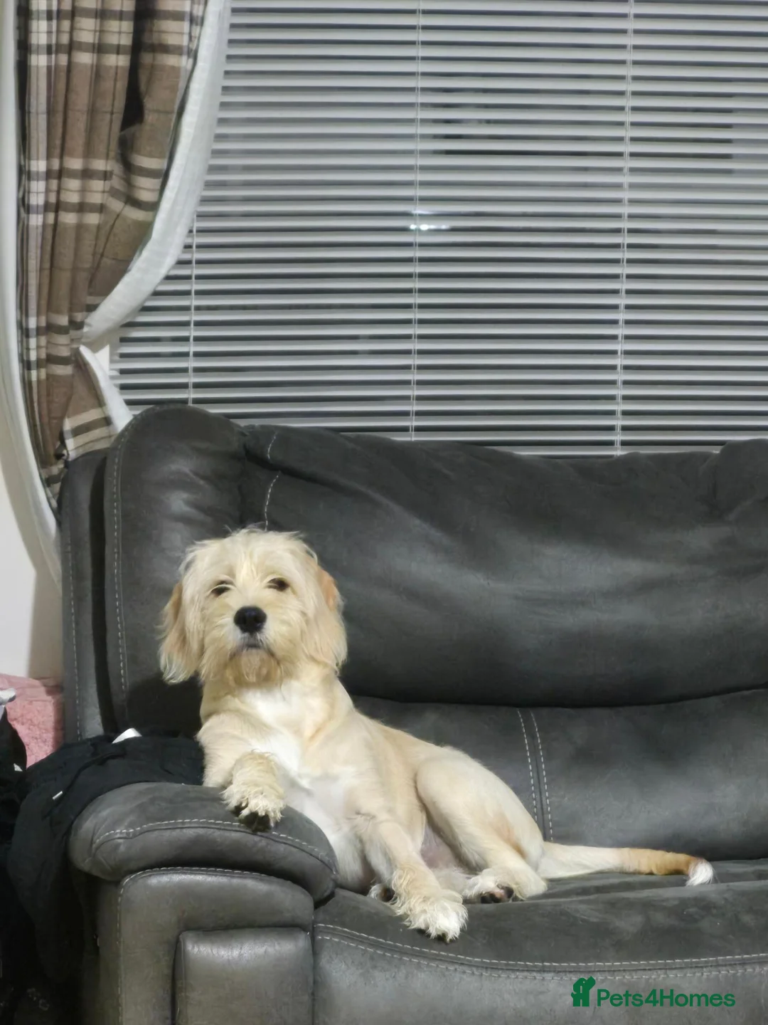 Mixed Breed dogs for sale: Labrador x Cavachon Seeking Loving Forever Home  in Swansea - Advert 2