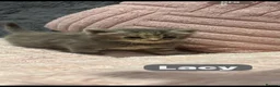Mixed Breed cats for sale: 🩵🩷…7 stunning kittens…🩷🩵 - Advert 27