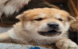 Mixed Breed dogs for sale: Chowsky puppies  chow chow  - Image 18