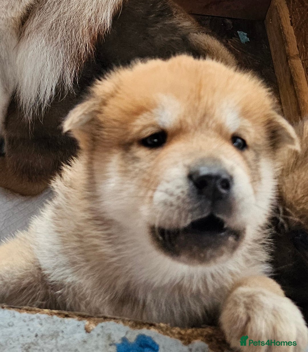 Mixed Breed dogs for sale: Chowsky puppies  chow chow  - Image 18
