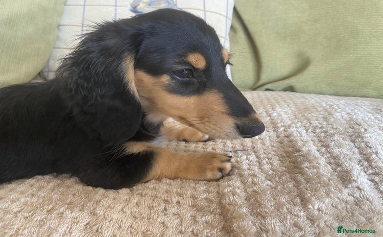 Miniature Dachshund dogs - Advert 8