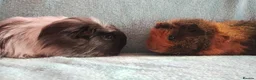 Guinea Pig rodents for sale: Funky baby boy guinea pigs ready now  - Advert 3