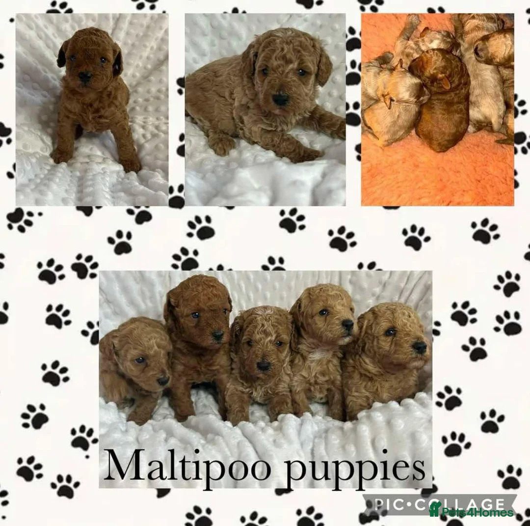 Toy Poodle dogs for stud: Ralph - Stud KC registered Toy Poodle  in Swadlincote - Advert 10