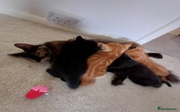 European cats for sale: 2 Adorable Kittens for new homes - Image 5