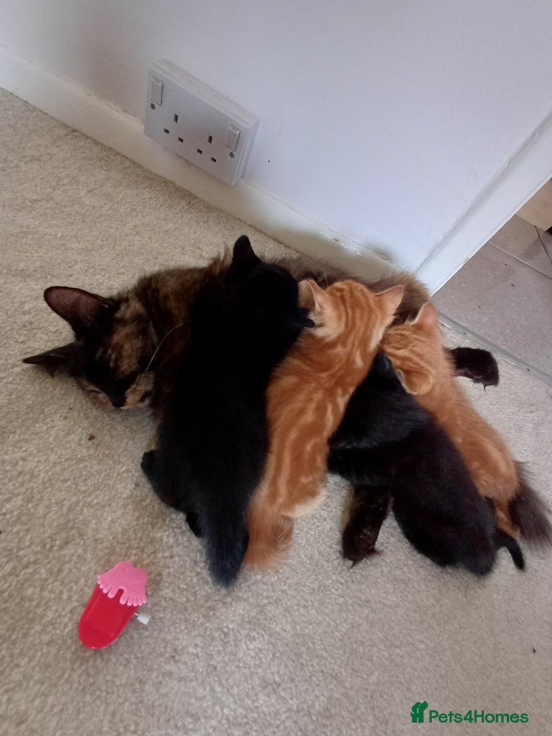 European cats for sale: 2 Adorable Kittens for new homes - Image 5