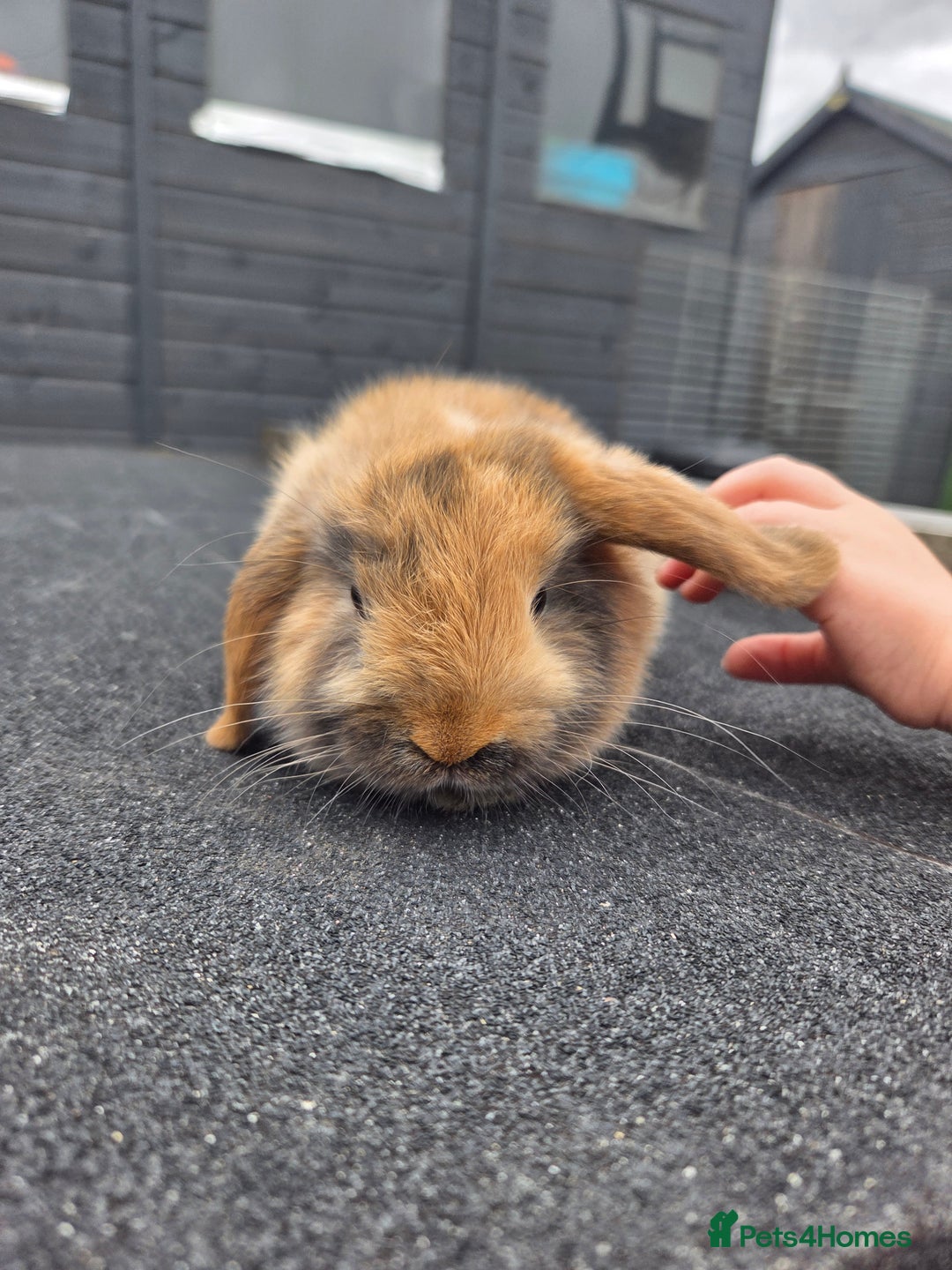 Mini Lop rabbits for sale: 2 mini lops  - Image 3